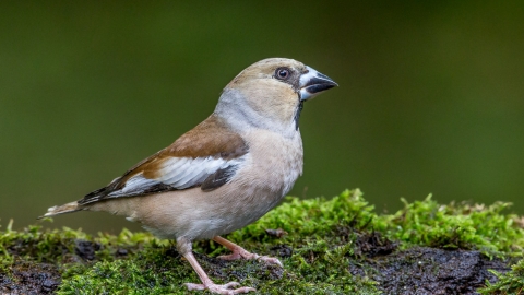 Hawfinch