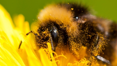 Bumblebee on dandelion
