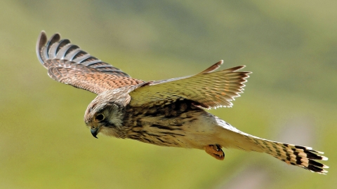 Kestrel