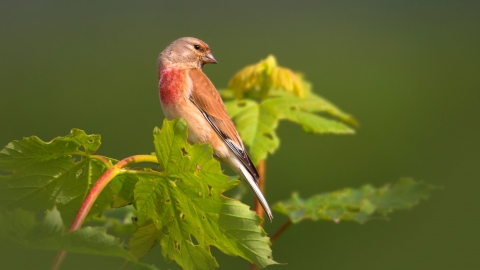 Linnet