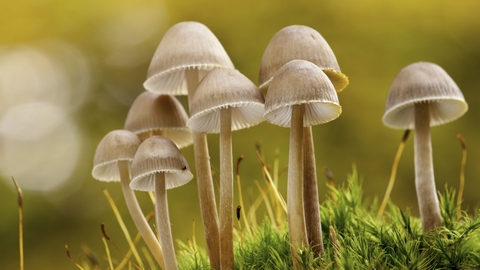 Bonnet fungi - Ross Hoddinott