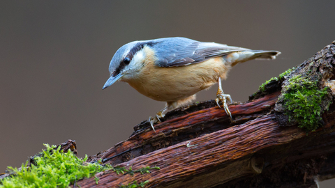 A nuthatch, a small bird with yellow belly and grey wings, and a distinctive black eye stripe. Stood on a broken piece of wood that is dark from recent rain and growing vegetation. The nuthatch is facing left but with it's head turned slightly forward so it appears to be looking directly into the camera.