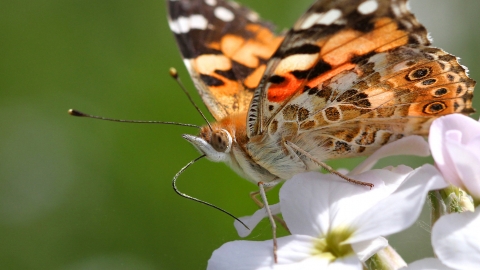 Painted lady