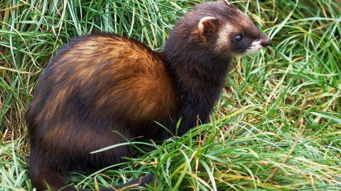 Polecat