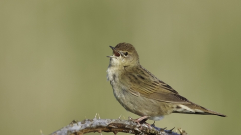 Grasshopper warbler singing from a bramble