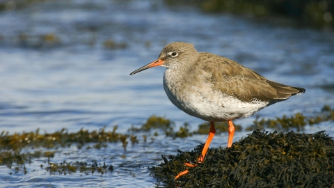 Redshank