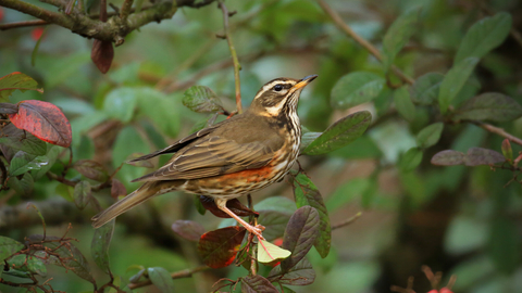 Redwing