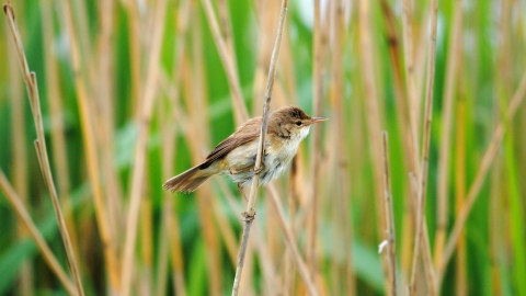 Reed warbler