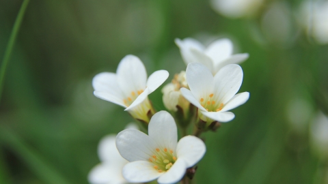 Meadow saxifrage