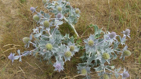 Sea holly