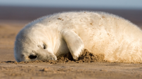 seal pup