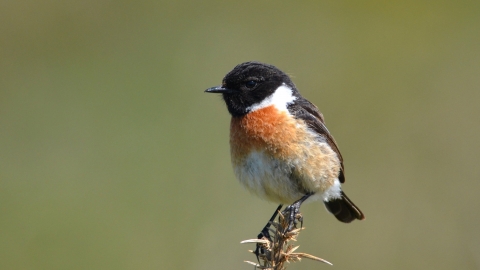 Stonechat