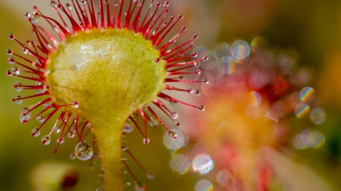 Sundew