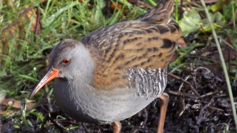 Water rail