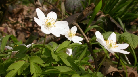 Wood anemone