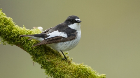 Pied flycatcher