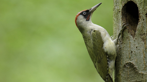 Green woodpecker