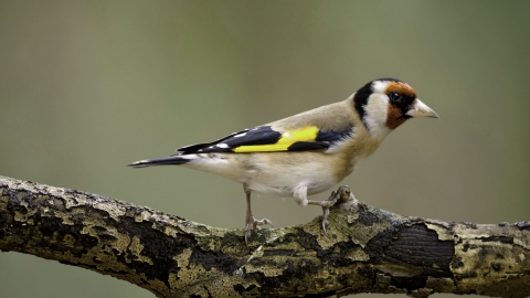 Goldfinch