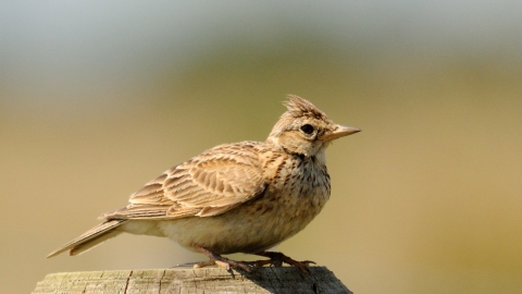 Skylark