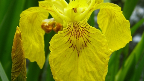 Yellow flag iris