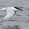 Sandwich tern