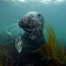 Grey seal