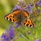A butterfly with brown body, orange wings with black and yellow bars along the top edge, and blue chevrons surrounded by black along the outside edge. It is sat on a plant with lots of small purple flowers.