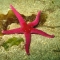 Bloody henry starfish