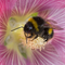 White-tailed bumblebee