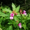 Himalayan balsam in flower