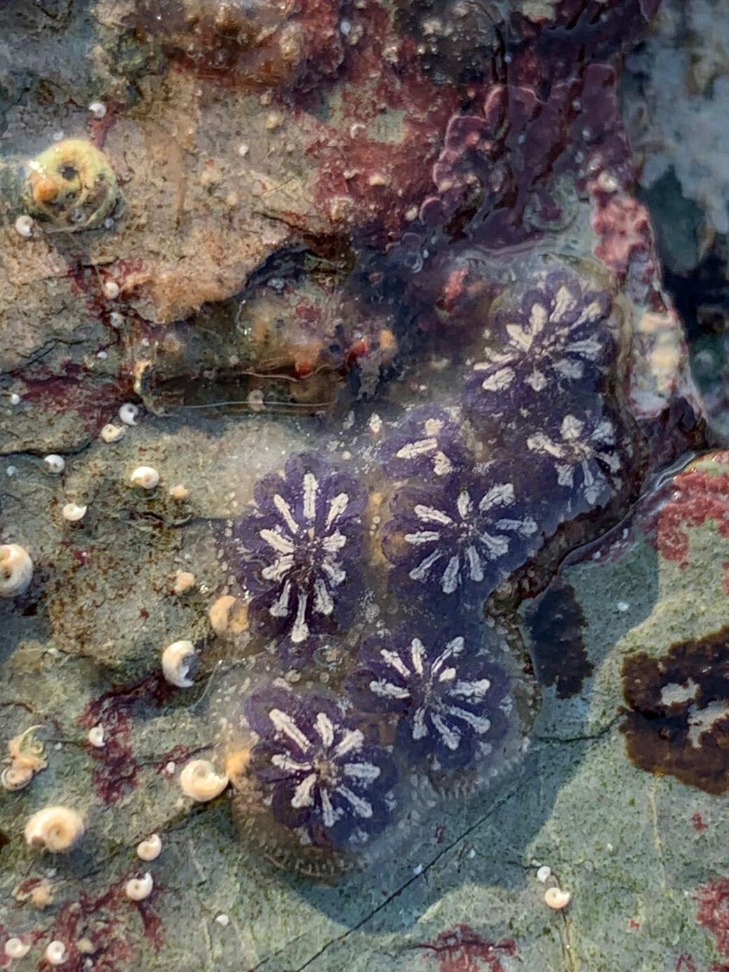Shoresearch Cymru rocky shore surveys July 2021 | North Wales Wildlife ...