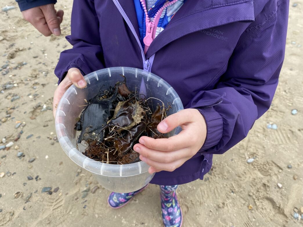 Project Siarc | North Wales Wildlife Trust