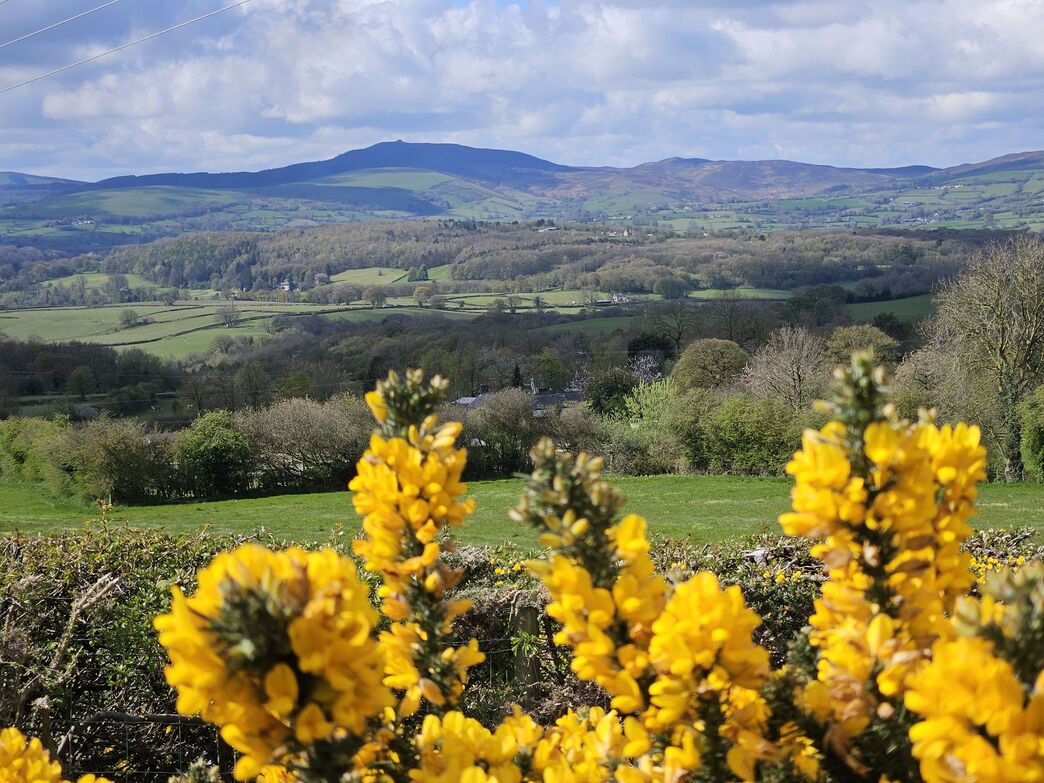 The Halkyn Mountain Common audio trail | North Wales Wildlife Trust