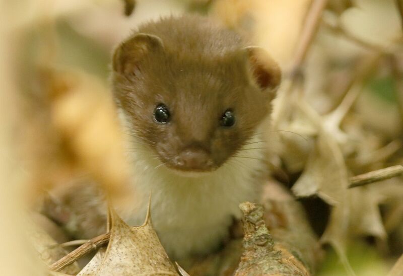 Never a dull moment … | North Wales Wildlife Trust