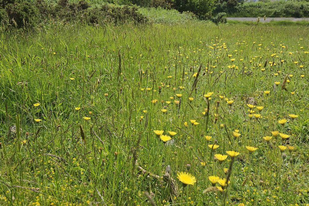 The Halkyn Mountain Common audio trail | North Wales Wildlife Trust