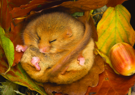 Hibernating dormouse