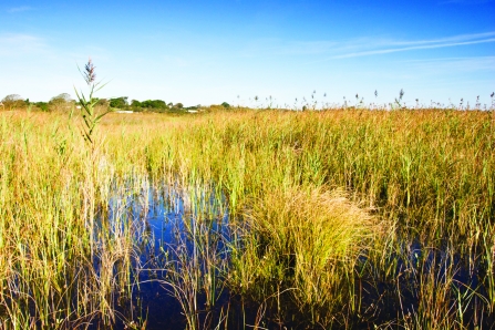 Cors Goch Nature Reserve