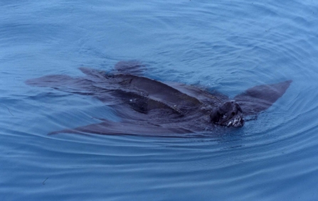 Leatherback turtle