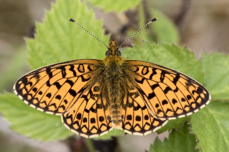  A close up of a butterfly with orange wings with a distinctive pattern of black lines and spots. Sat on  a plant with it's wings spread wide.