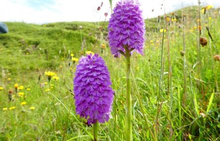 Orchids at minera quarry