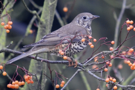 Mistle thrush