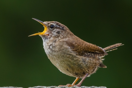 Wren