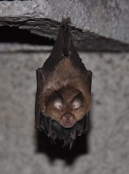 Lesser horseshoe with young at Gwaith Powdwr nature reserve