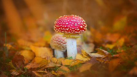 A close up of a bright red mushroom with a white stem and white spots on the cap. A perfect fairytale toadstool. With another smaller mushroom just behind it and surrounded by vibrant orange leaves on the woodland floor.
