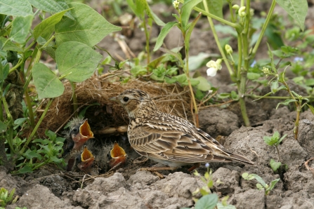 Skylark with young