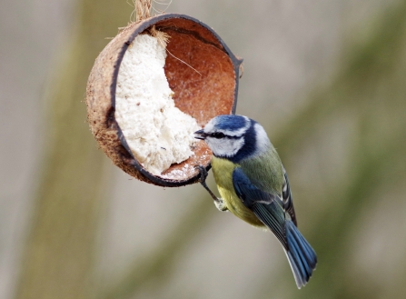 Blue tit at feeder