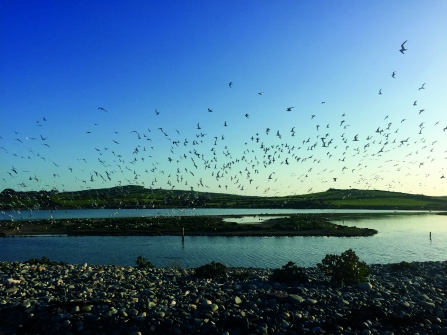 Terns at NWWT Cemlyn nature reserve