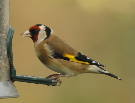 Goldfinch at feeder on Spinnies Aberogwen nature reserve © Steve Ransome