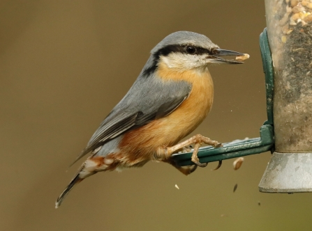 Nuthatch at feeder on Spinnies Aberogwen nature reserve © Steve Ransome