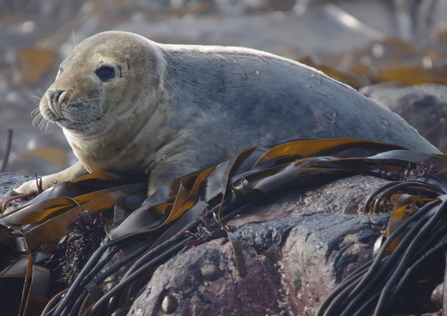 A grey seal pup, with mottled pale head, darker body fur, and large black eyes. It sits hauled out on some rocks covered in lengths of dark thick seaweeds.